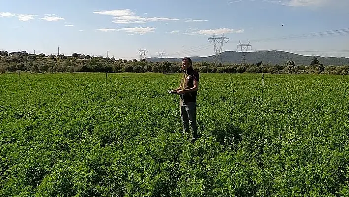 İlçe tarımdan yem bitkisi desteği sürüyor