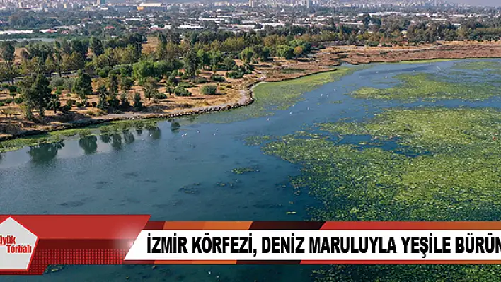 İzmir Körfezi, deniz maruluyla yeşile büründü