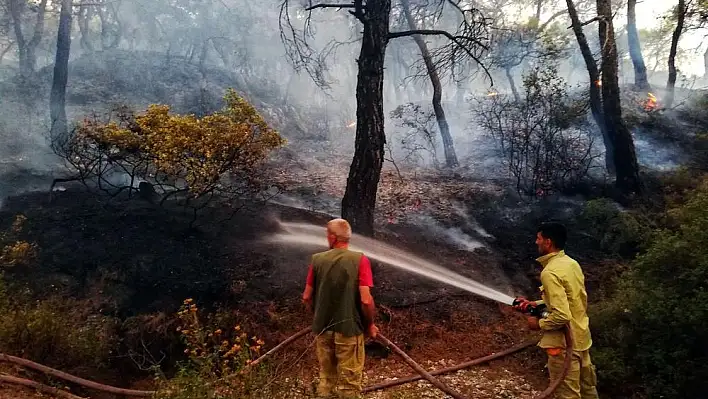 İzmir'de ormanlara koruma kalkanı