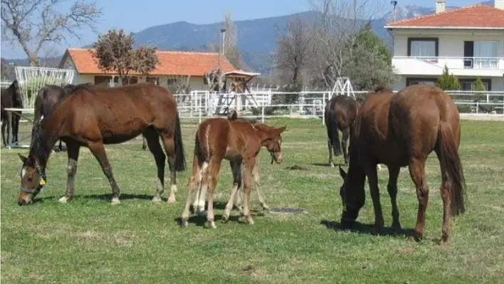 Karakuyu'dan yarislara Safkan Ingiliz ati yetisiyor