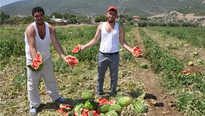 Karpuz tarlada Çiftçi isyanda!