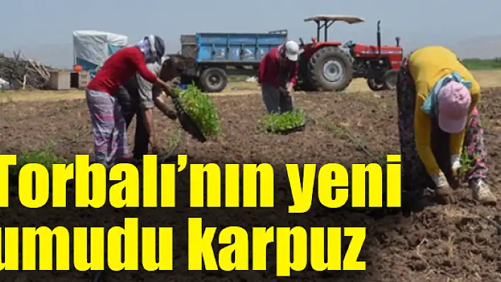 Karpuzda çapalama işlemi başladı