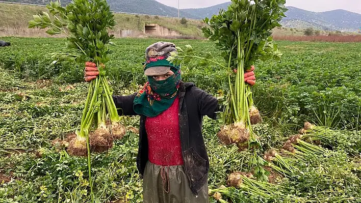 Kerevizin fiyatı benzinle yarışıyor