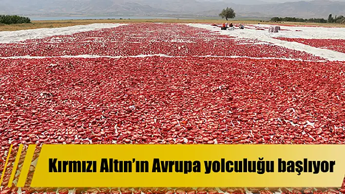 Kırmızı Altının Torbalı’dan Avrupa’ya yolculuğu