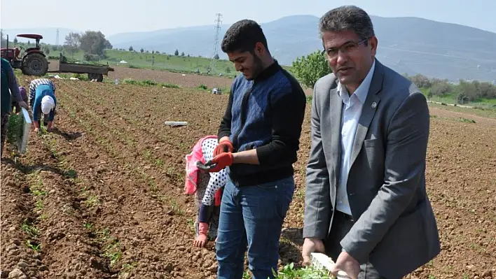 Kışlık ürünler ekildi Şampiyon: Brokoli!