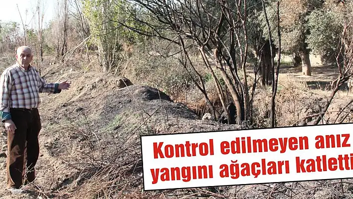 Kontrol edilmeyen anız yangını ağaçları katletti