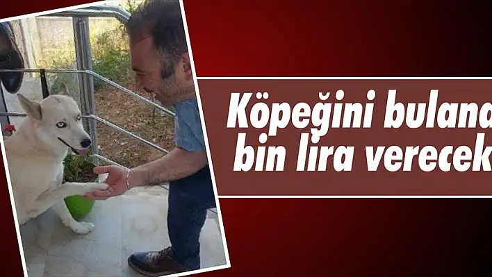 Köpeğini bulana bin lira verecek