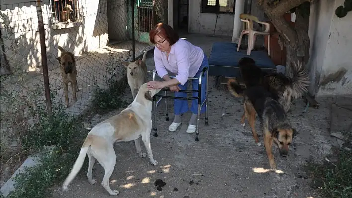 Köpeklerin bakımı için 31 bin lira borca girdi