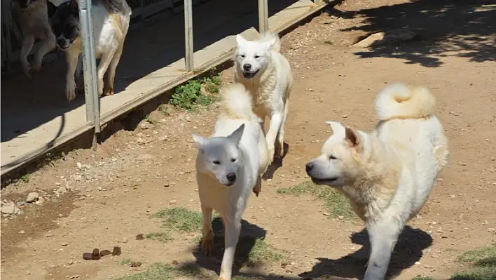 Köpeklerin kuaförü ve pedagogu bile var