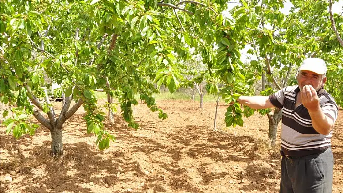 Kraliyet ailesi 'Torbalı kirazı' yiyor