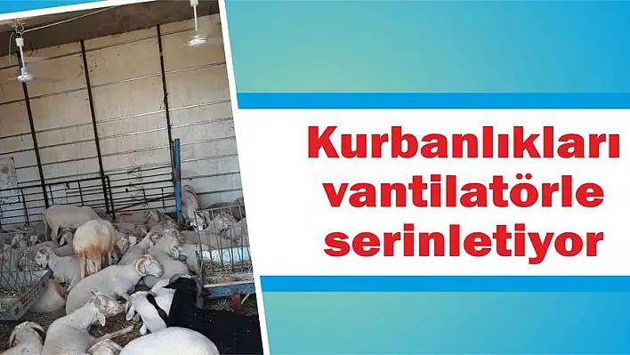 Kurbanlıkları vantilatörle serinletiyor