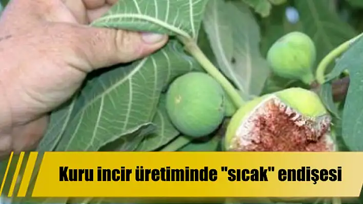 Kuru incir üretiminde “sıcak” endişesi