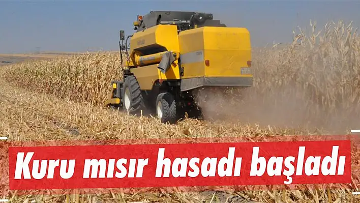 Kuru mısır hasadı başladı