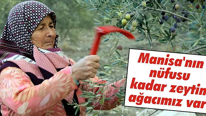 Manisa'nın nüfusu kadar zeytin ağacımız var