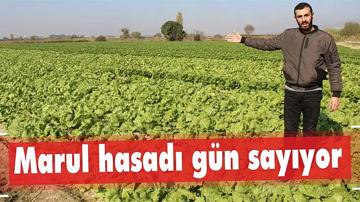 Marul hasadı gün sayıyor