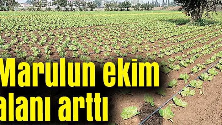 Marulun ekim alanı arttı