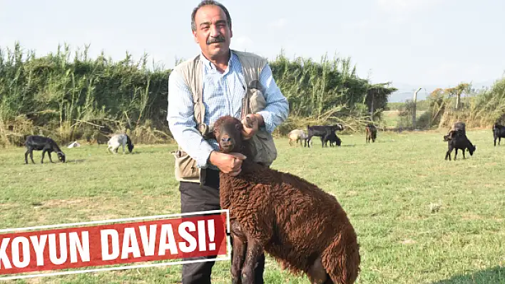 'Mevlit yapacağız' diyerek 11 koyunu alıp kaçtılar