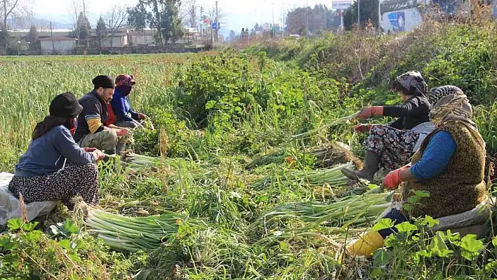 Mevsimlik işçiler zorluğa hazırlıklı!