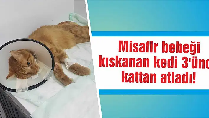 Misafir bebeği kıskanan kedi 3'üncü kattan atladı!