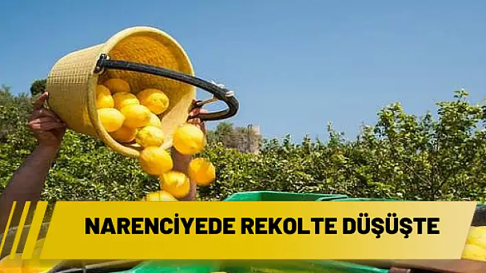 Narenciyede rekolte düşüşte