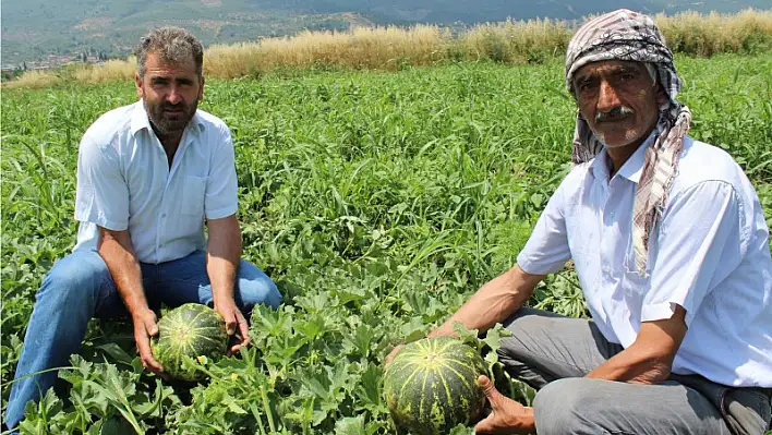 Naylon üstü üretimle dev kavunlar yetiştirdi