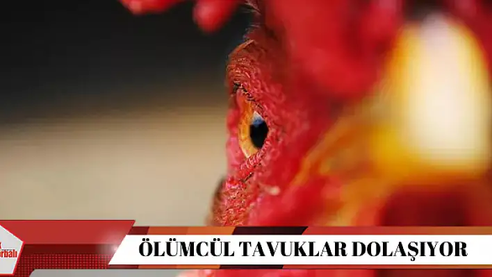 Ölümcül tavuklar dolaşıyor