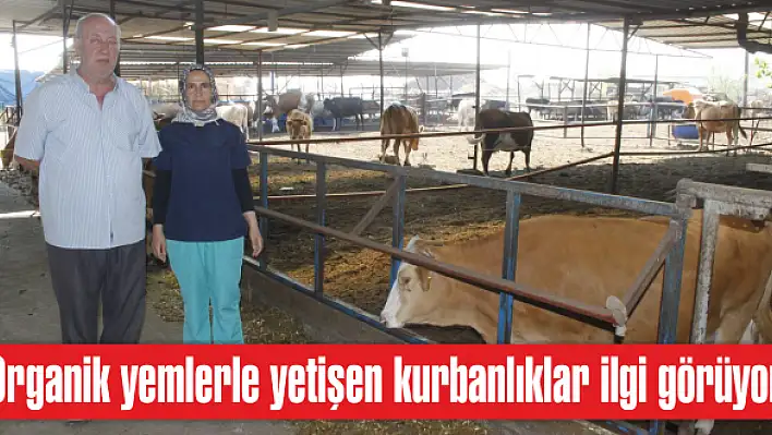 Organik yemlerle yetişen kurbanlıklar ilgi görüyor