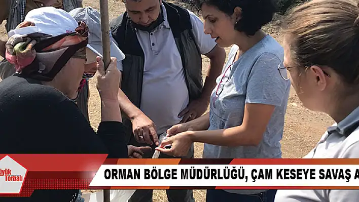 Orman Bölge Müdürlüğü, çam keseye savaş açtı