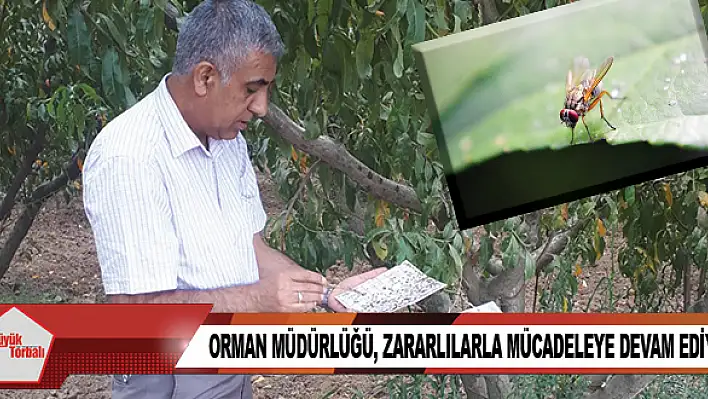 Orman Müdürlüğü, zararlılarla mücadeleye devam ediyor