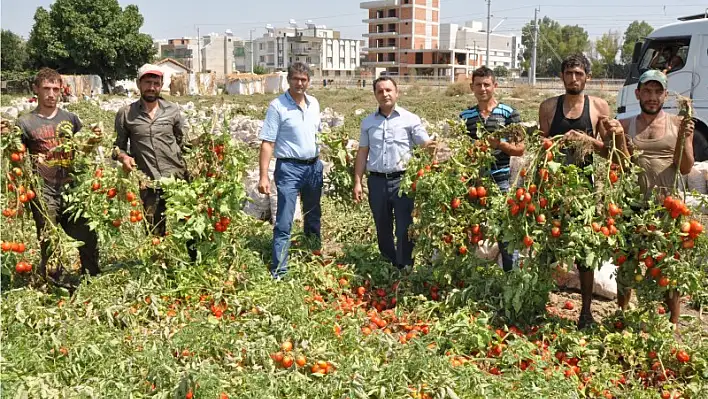 Ovadan bereket fışkırıyor