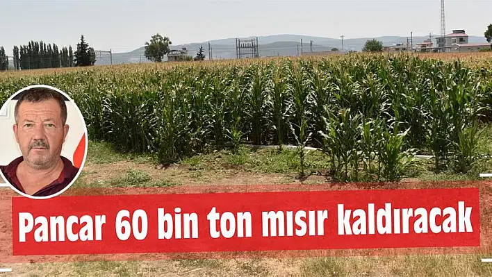 Pancar 60 bin ton mısır kaldıracak