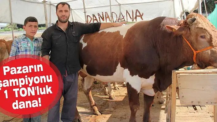 Pazarın  şampiyonu. 1 TON'luk dana!