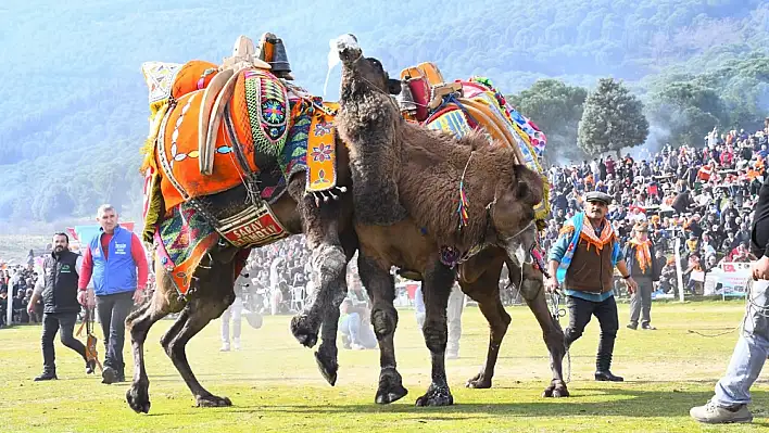 Pehlivan develer Torbalı Arenası'nda güreşti