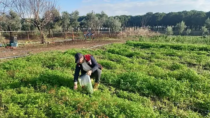 Hasat öncesi pestisit kontrolüne devam