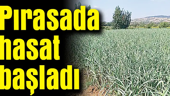 Pırasada hasat başladı