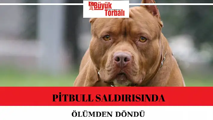 Pitbull saldırısında ölümden döndü