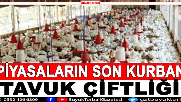 Piyasaların son kurbanı tavuk çiftliği