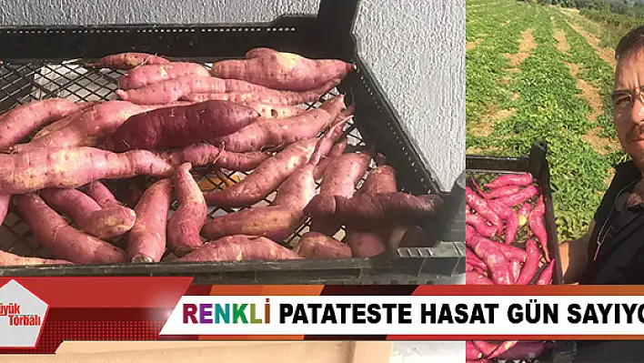 Renkli patateste hasat gün sayıyor