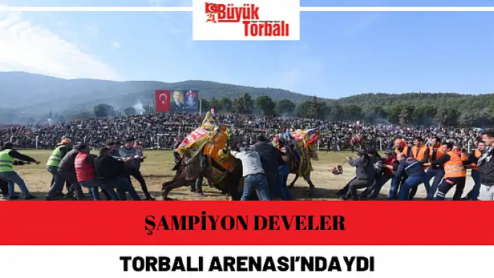 Şampiyon develer Torbalı Arenası'ndaydı