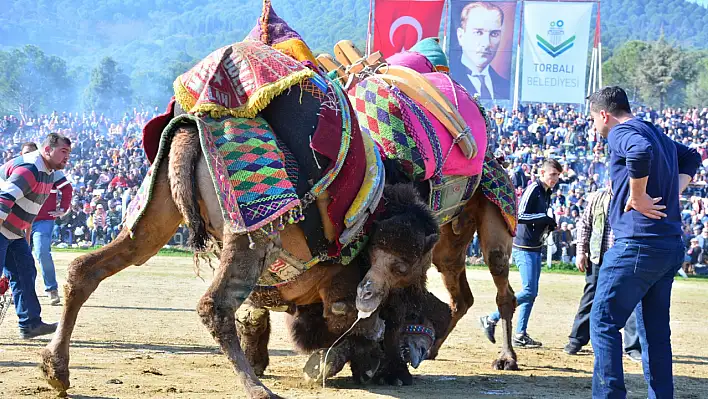 Şampiyon develer Torbalı arenasına çıkıyor