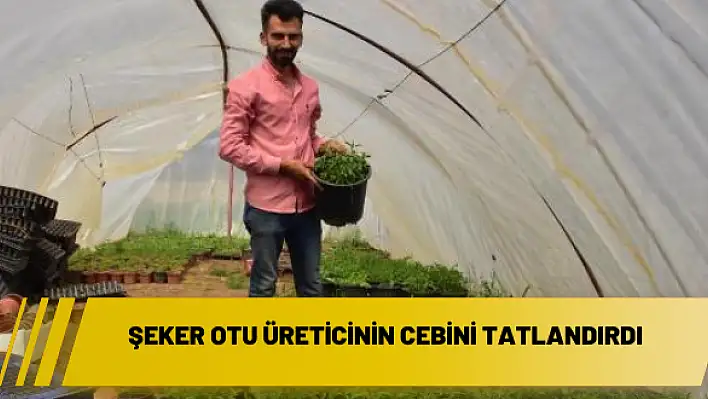 Şeker otu üreticinin cebini tatlandırdı