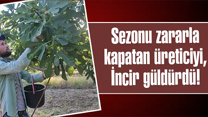 Sezonu zararla kapatan üreticiyi, İncir güldürdü!