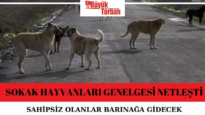 Sokak hayvanları genelgesi netleşti