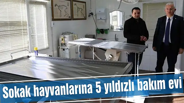 Sokak hayvanlarına 5 yıldızlı bakım evi