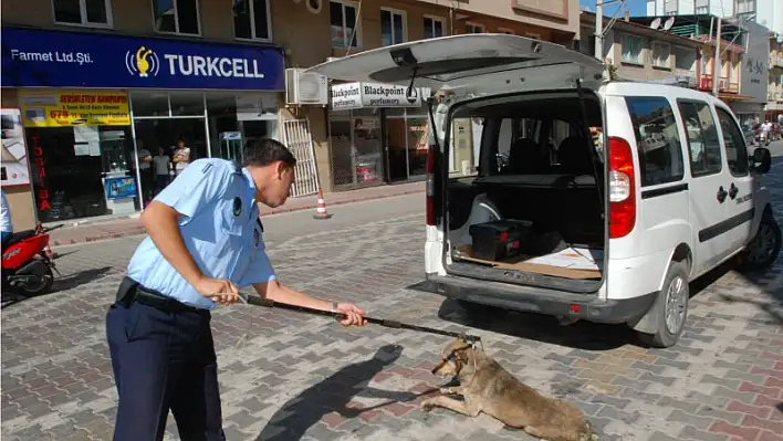 Sokak köpegi dehseti