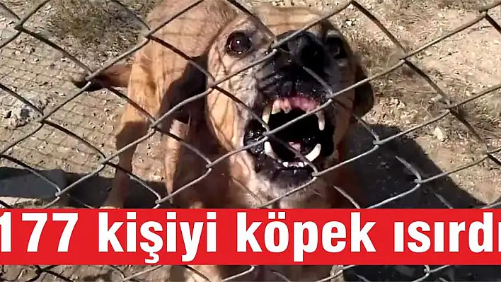 Sokak köpekleri tehlike saçıyor