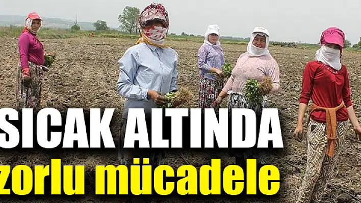 Tarım işçileri kavurucu sıcakla mücadele ediyor