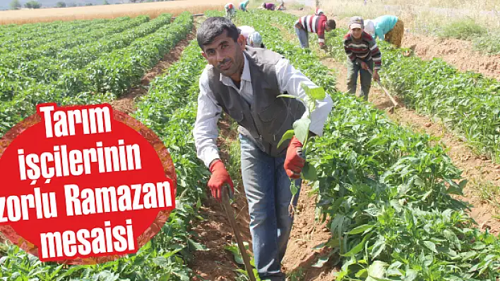 Tarım işçilerinin zorlu Ramazan mesaisi