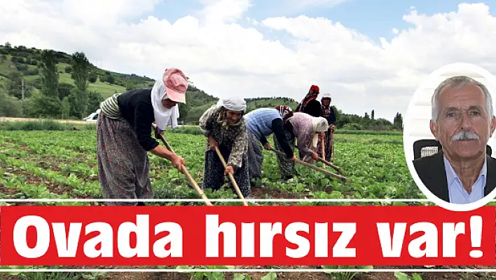 Tarlada çalıyor, pazarda satıyorlar