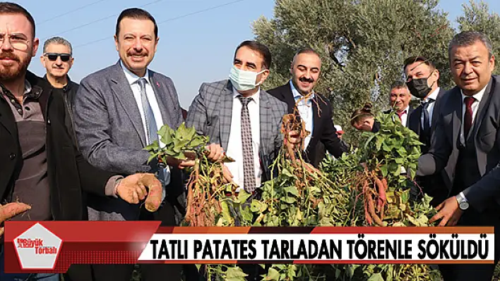 TATLI PATATES HASADI BAŞLADI